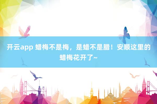 開云app 蠟梅不是梅，是蠟不是臘！安順這里的蠟梅花開了~